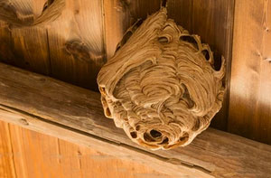 Wasp Nest Removal Farnham (01252)