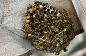 Wasp Nest Removal Stirling