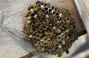 Wasp Nest Removal Bournemouth