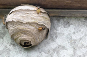 Wasp Nest Removal Evesham (01386)