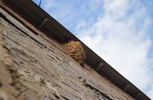 Wasp Nest Removal Stony Stratford (01908)