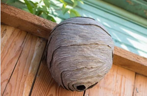 Wasp Nest Removal Ashington (01670)