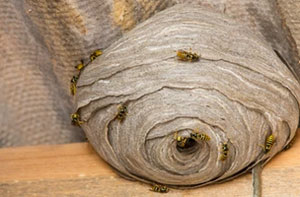 Wasp Nest Removal Blackwater (01276)