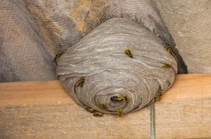 Wasp Nest Removal Edwinstowe (01623)