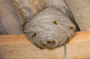 Wasp Nest Removal Tavistock (01822) Wasp Nest Removal Tavistock (01822)