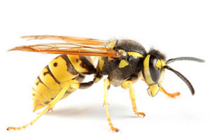Wasp Problems Jedburgh UK