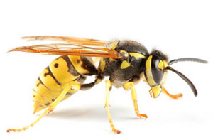 Wasp Problems March UK