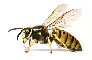 Wasp Problems Raunds UK