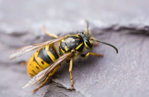 Wasp Problems Peacehaven UK