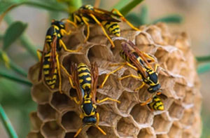 Wasps Nest Near Carluke (Dialling code	01555)
