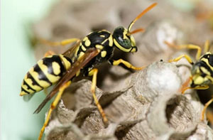 Wasps Nest Near Boston (01205)