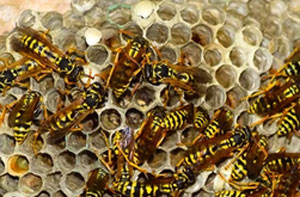 Wasp Nest Removal Harpenden