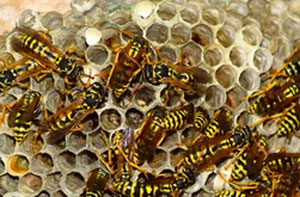 Wasps Nest Removal Benson Oxfordshire (OX10)