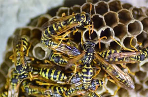 Wasps Nest Removal Grappenhall Cheshire (WA4)