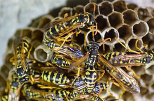 Wasp Nest Removal Castleside