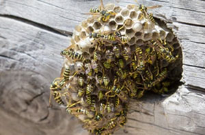 Wasp Nest Removal Ledbury