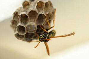 Wasps Nest Near Todmorden (01706)