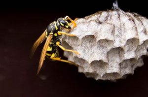 Wasps Nest Near Launceston (01566)