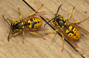 Wasp Problems Ferndown UK