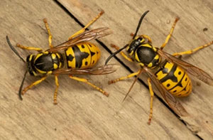 Wasp Problems Guisborough (TS14) North Yorkshire